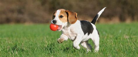 Dog Playtime: Tips for Safe Family Play | Four Paws