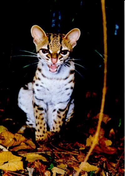 MARGAY