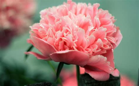 Pink Peony wallpaper | nature and landscape | Wallpaper Better