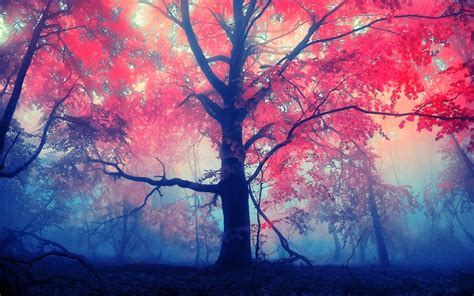 Top more than 64 red tree wallpaper latest - in.cdgdbentre