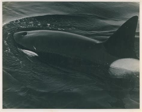 Photograph: Orca - Orcinus orca - New Zealand Maritime Museum