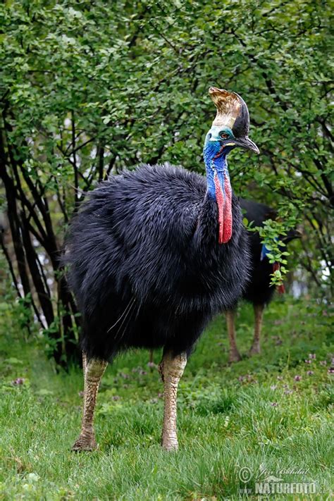 Casuarius casuarius Pictures, Southern Cassowary Images, Nature ...