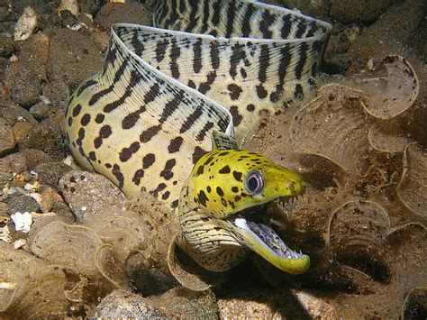 Fimbriated moray Eel, fish, animals, HD wallpaper | Peakpx