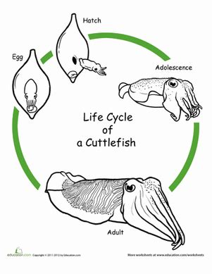 Color the Life Cycle: Cuttlefish | Worksheet | Education.com | Life ...