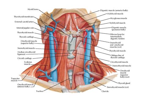 Infrahyoid and Suprahyoid Muscles Anatomy - pediagenosis