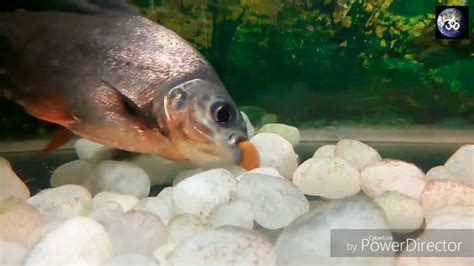 Pacu fish eating almonds - YouTube