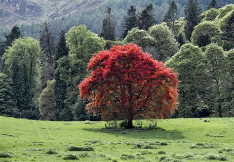 10 Common Varieties of Beech Trees