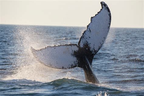 San Diego Whale Watching - Best Tours, Season & Tips [2024]