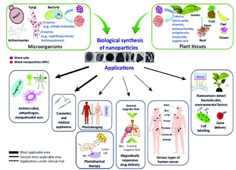 Diverse bio-development synthesis of nanoparticles and their ...