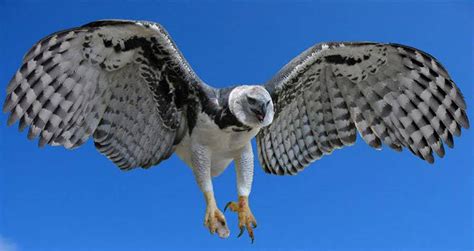 Harpy Eagle Wingspan