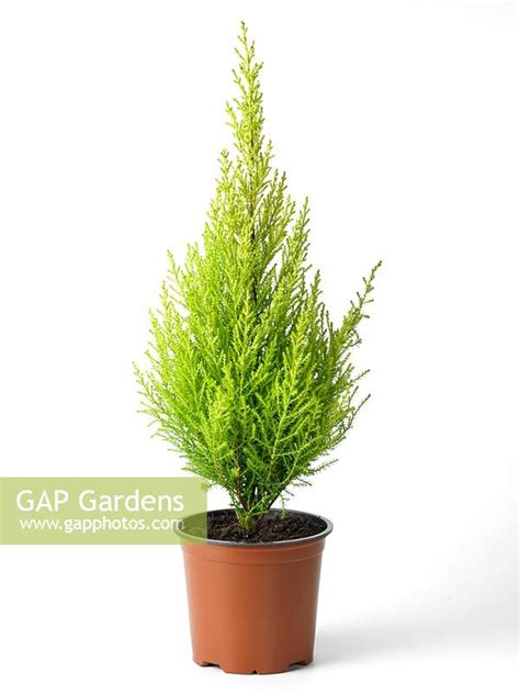 Cupressus Goldcrest ... stock photo by Nova Photo Graphik, Image: 0992455