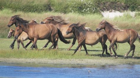 What is killing Sable Island's horses? | CBC News