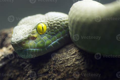 Big Eyes Pit Viper 850587 Stock Photo at Vecteezy