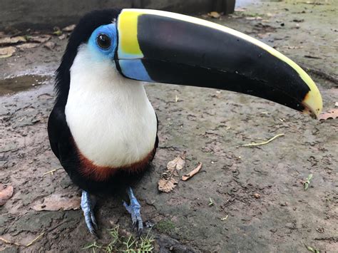 Toucan in Peruvian Amazon : r/toucans