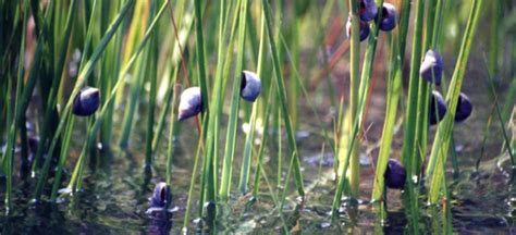 Salt Marshes in the Southeast, USA | Ocean Tipping Points