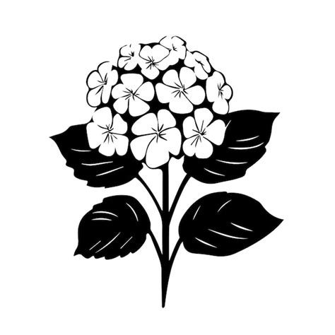 Premium Vector | Hydrangea black and white vector template set for ...