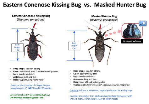 Midwest Kissing Bug Look-Alike: Masked Hunter Bugs