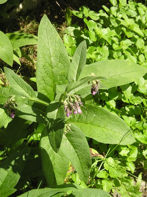 Comfrey plant Idea | chocmales