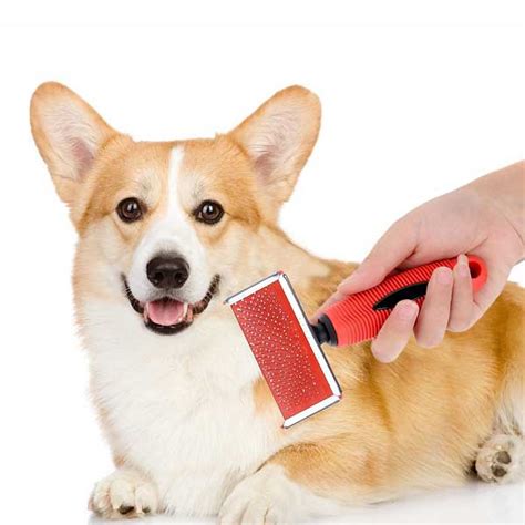 Best Brush for short haired dogs | alldogsworld.com