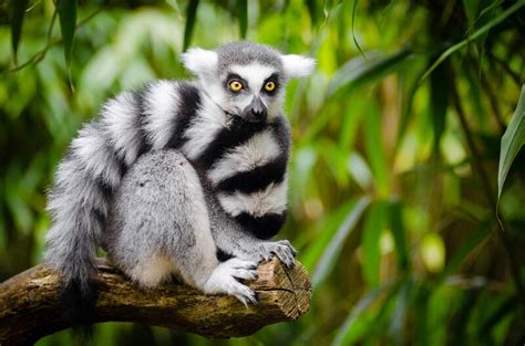 Lemur: Interesting Facts About the ‘Jewel of Madagascar’ | Earth.Org