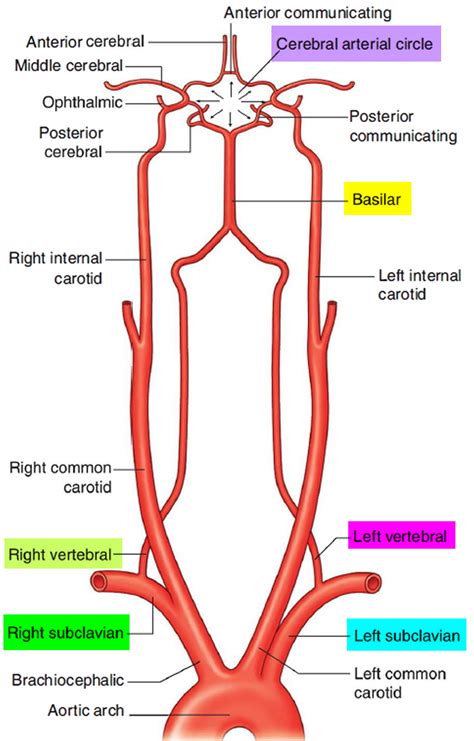 Vertebral Artery Segments, Stenosis and Artery Dissection Symptoms