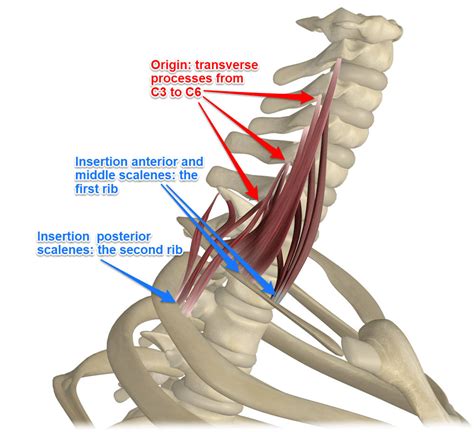 Scalene Muscles, Its Attachments and Actions - Yoganatomy