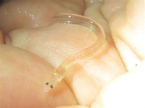 Queensland Coast: Glass Eels are Arriving in our Creeks