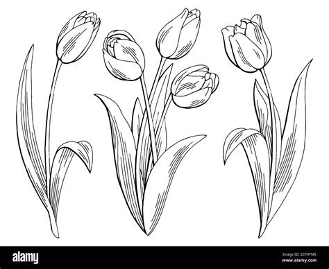 Tulip flower graphic black white isolated sketch illustration vector ...