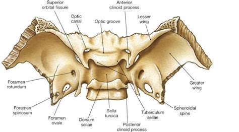 easyhumanatomy: Sphenoid: easy and brief discussion