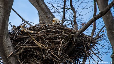 Photo of the Day: Bald Eagle's Nest - With a Bald Eagle In It