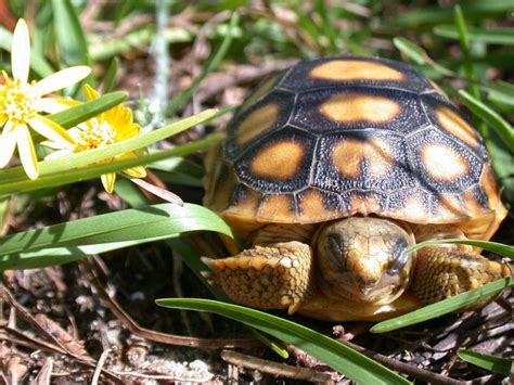 For The Little Ones — typhlonectes: A baby Gopher Tortoise (Gopherus ...