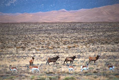 Wildlife and Habitat Preservation at Great Sand Dunes National Park ...