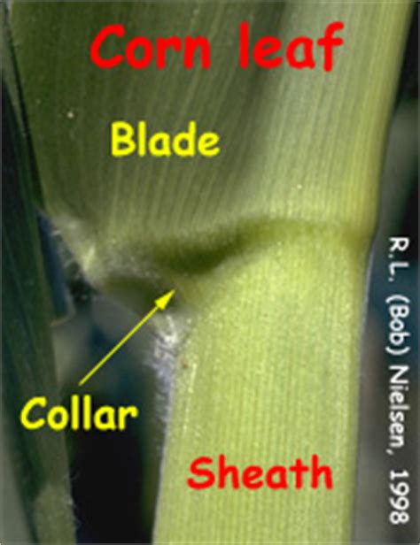 Corn Leaf Staging: Plant Morphology Details (Purdue Univ.)