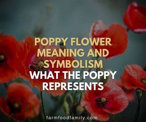 Poppy Flower Meaning and Symbolism: What the Poppy Represents