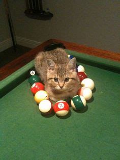 Cats playing pool | Funny cat pictures, Cat pics, Crazy cats