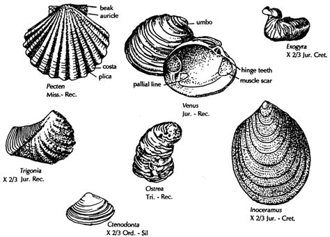 Fossils of the Paleozoic: Phylum Mollusca (The Bivalves & Gastropods ...