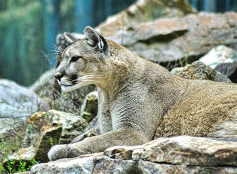 Couger Photos Wildlife Photos Puma Photos Mountain Lion Australia ...