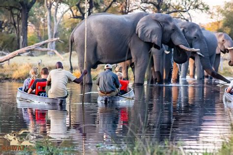 Mokoro Experience on the Khwai River · Khwai River