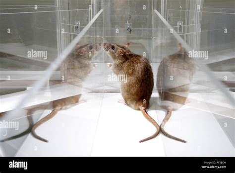 Laboratory Rat in psychology experiment glass maze Stock Photo - Alamy