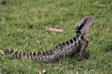 Free download | australian, water, dragon, wildlife, reptiles, lizard ...