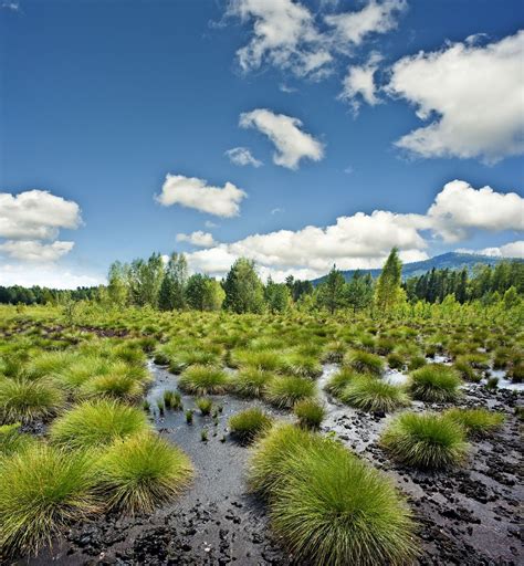 Bog | Definition, Types, Ecology, Plants, Formation, Structure, & Facts ...