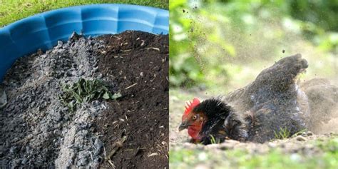 How to Make a Chicken Dust Bath In Just Two Minutes