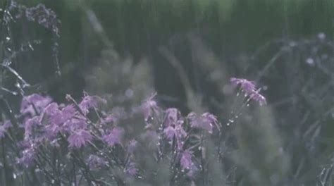 Rain Lilac GIF - Rain Lilac Meadow GIFs | Say more with Tenor