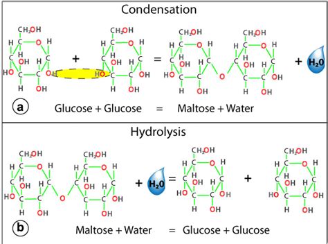 The BioLogs: CAPE 1: carbohydrates