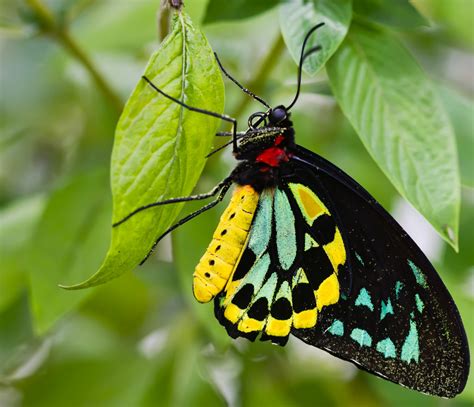 23 Especially Stunning Rare Butterflies