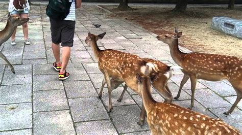 Sacred Deer of Nara, Japan - YouTube