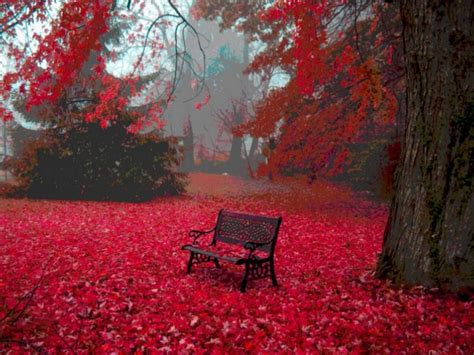 Red Autumn Leaves HD desktop wallpaper : Widescreen : High Definition ...