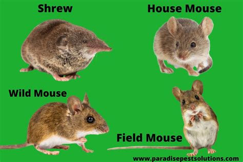 The Most Common Types Of Mice And Rats