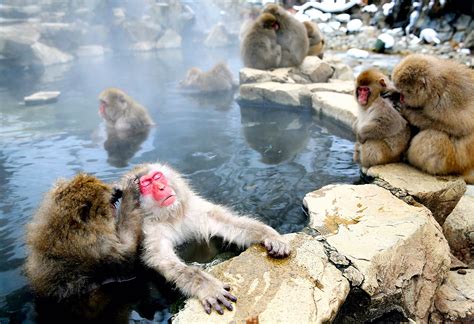 Japanese Macaque Monkeys Relax In Hot Springs...YAMANOUCHI, JAPAN ...