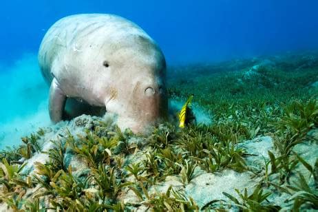 The Habitat Advocate » Dugongs